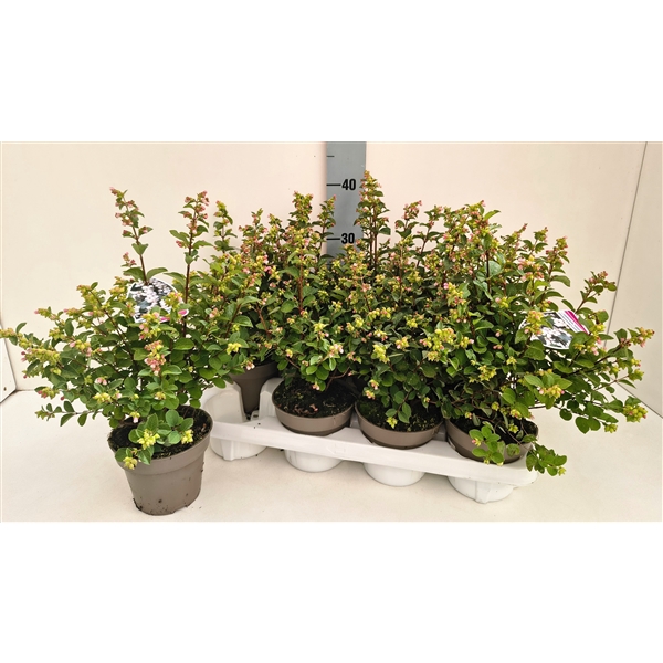 <h4>Symphoricarpos Magical Galaxy T13 weiss</h4>