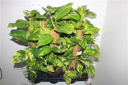 <h4>Epipr Mosstok 60cm 6 Stekken Dikte 1</h4>