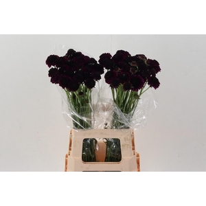 Scab At Red Velvet Scoop