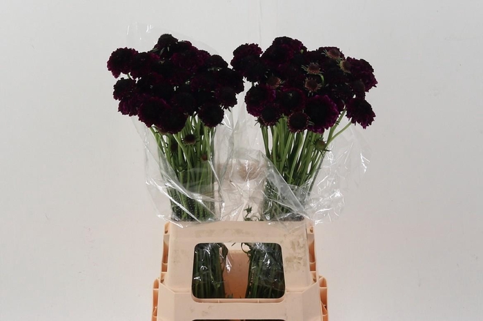 <h4>Scab At Red Velvet Scoop</h4>