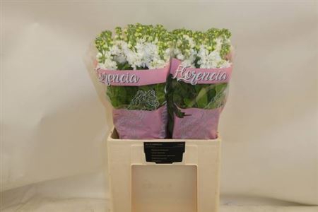 <h4>Matth Aida White</h4>