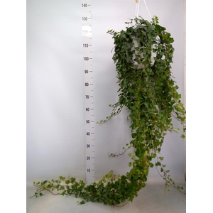 Hedera helix 'Wonder'