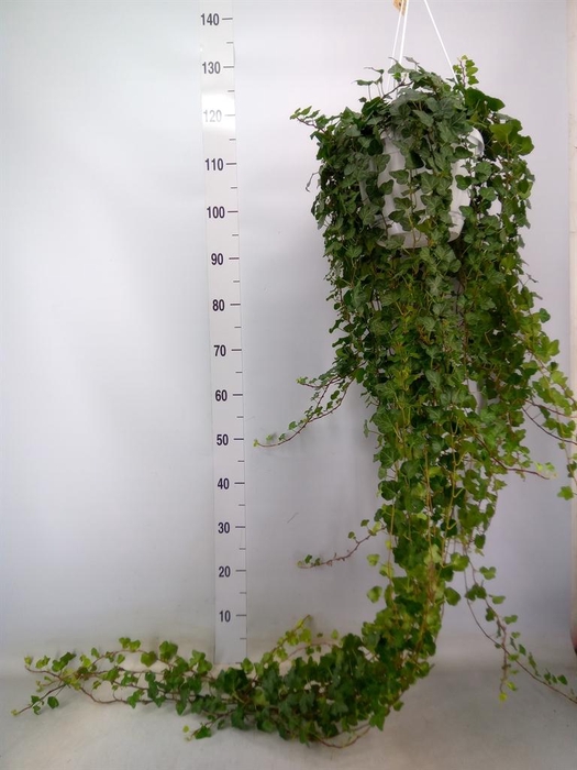 <h4>Hedera helix 'Wonder'</h4>