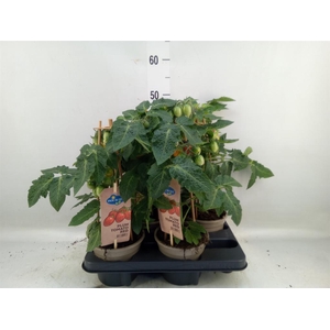 Solanum lycopersicum   ...