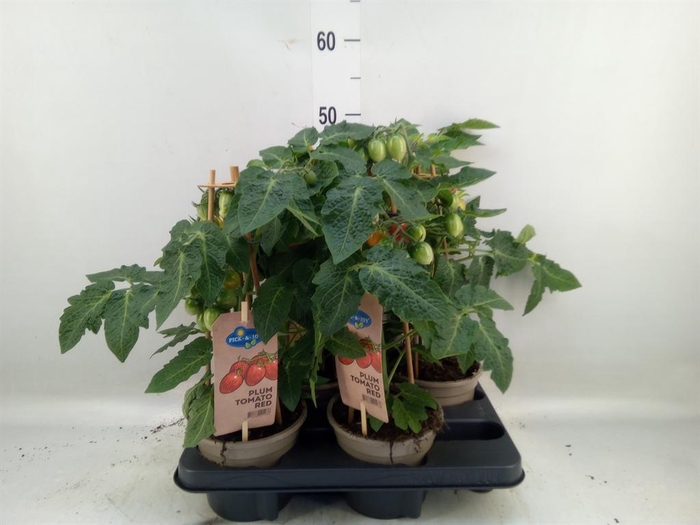 <h4>Solanum lycopersicum   ...</h4>