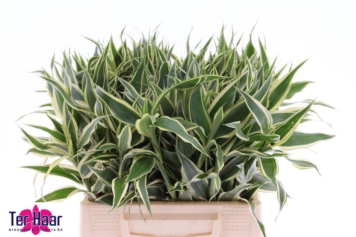 <h4>DRAC SANDERIANA</h4>