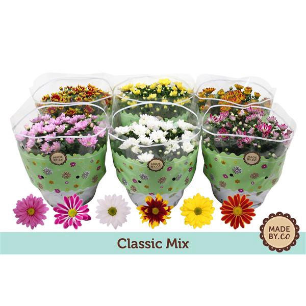 <h4>Chrysant Classic Mix</h4>