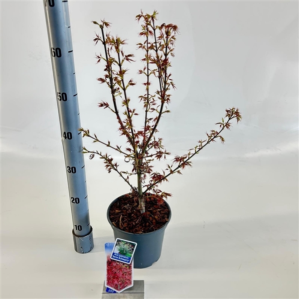 <h4>Acer pal. 'Jerre Schwartz'</h4>