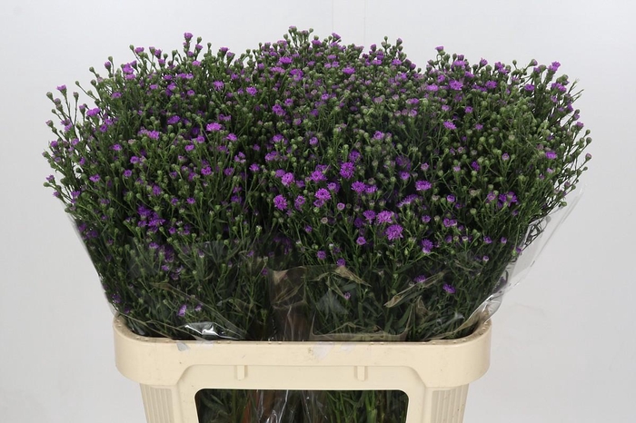 <h4>Aster Baby Pink</h4>