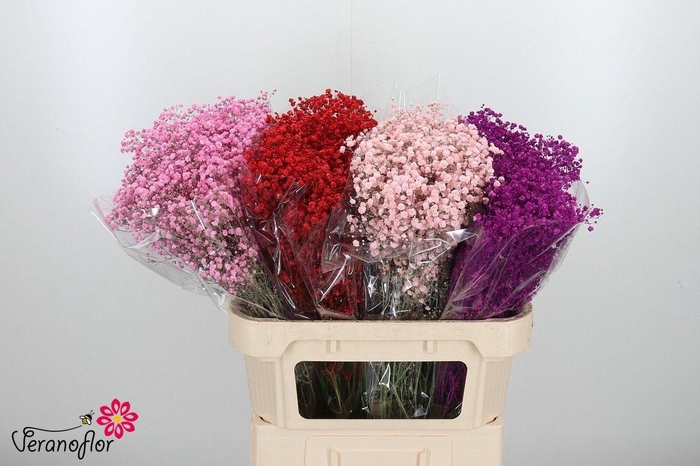 <h4>GYPS KLB H%</h4>