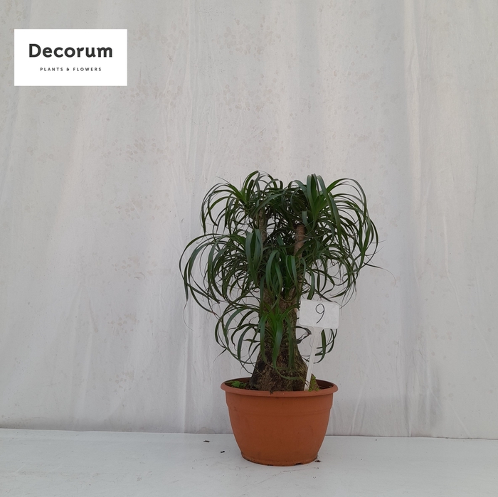 <h4>Beaucarnea vertakt op nummer 09</h4>