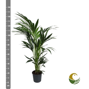 HOWEA FORSTERIANA