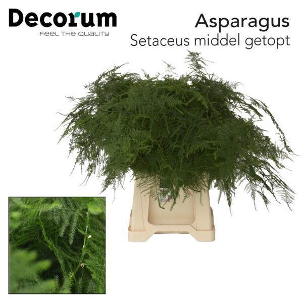 <h4>Asparagus Middel Getopt X50 Valk</h4>
