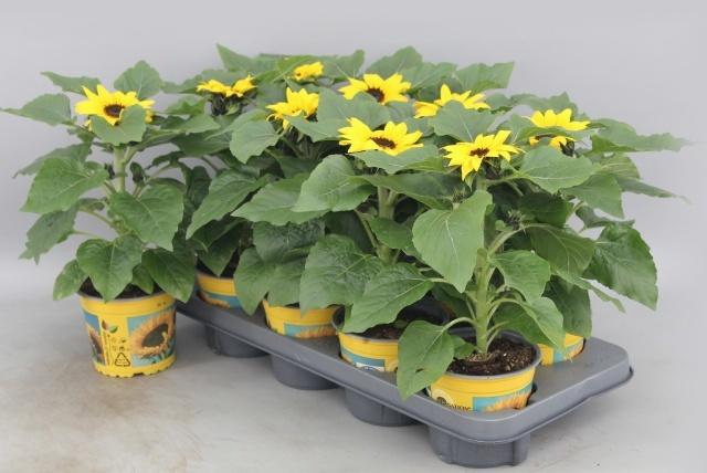 <h4>HELI SUNSATION</h4>