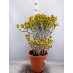 Crassula ovata 'Sunset'