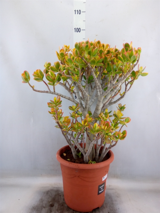 <h4>Crassula ovata 'Sunset'</h4>