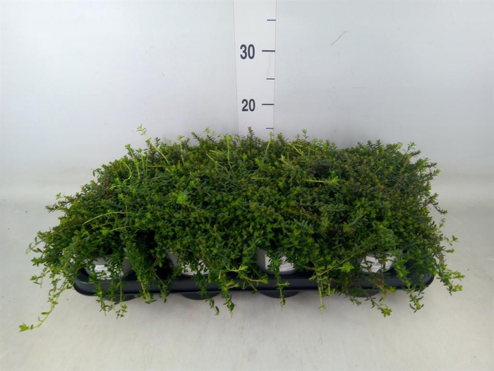 <h4>Satureja montana</h4>