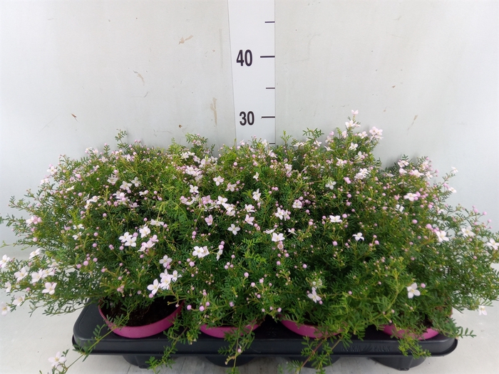 <h4>Boronia anemonifolia Pink Star</h4>