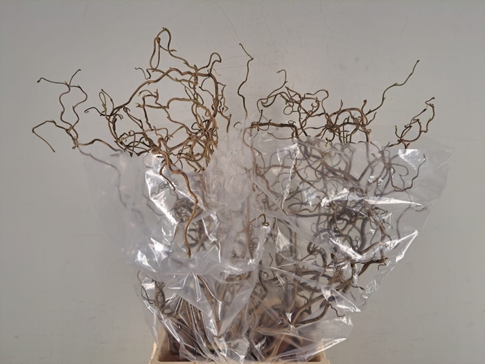 <h4>Corylus (2-Jarig)</h4>