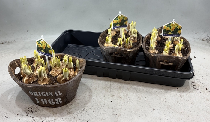 arr8 Arr N Tete A Tete In Houten Hengsel Bakje