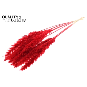 Fluffy Pampas 10pc/bunch Bleached Red