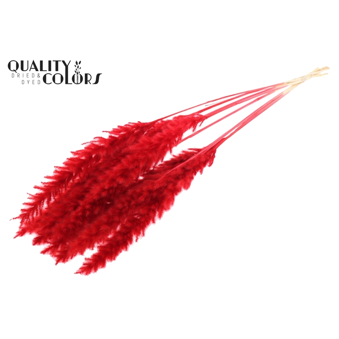 <h4>Fluffy Pampas 10pc/bunch Bleached Red</h4>