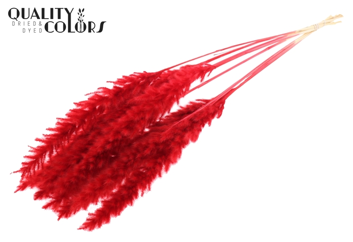 Fluffy Pampas 10pc/bunch Bleached Red