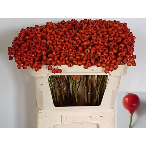 Rozenbottel Red Hooijdonk 2.0