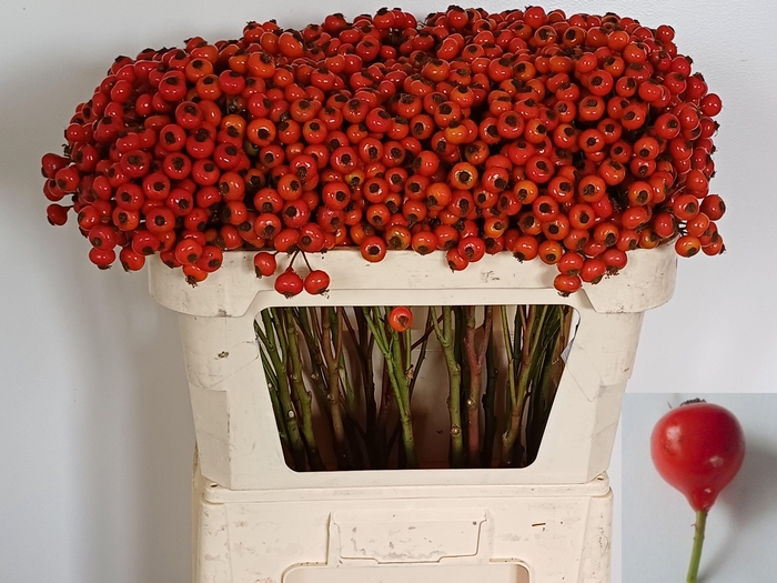 <h4>Rozenbottel Red Hooijdonk 2.0</h4>