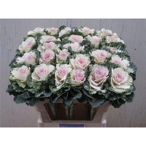 Brass Empire Akilina