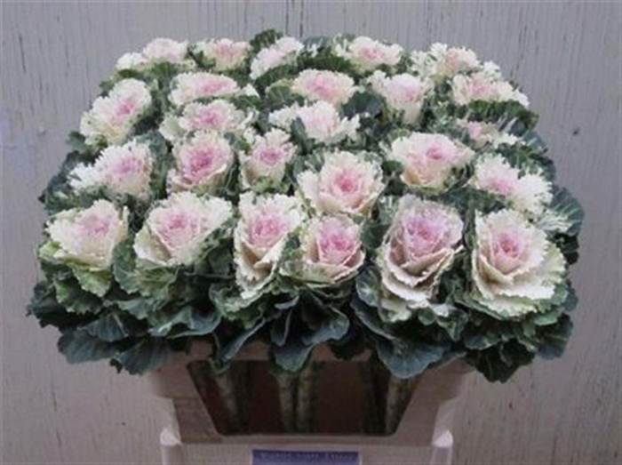 <h4>Brass Empire Akilina</h4>