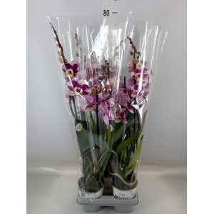 Phalaenopsis  'Ant Barcelona'