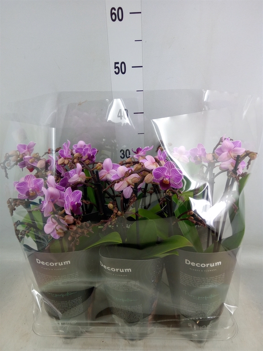 <h4>Phalaenopsis multi.   ...lilac</h4>