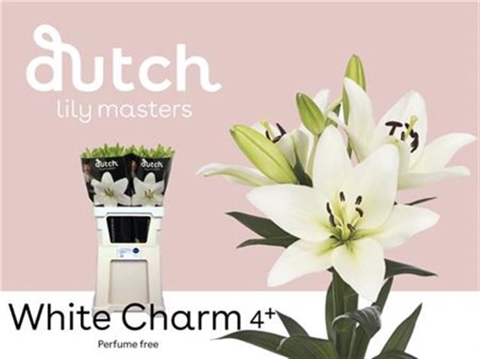 Li La White Charm