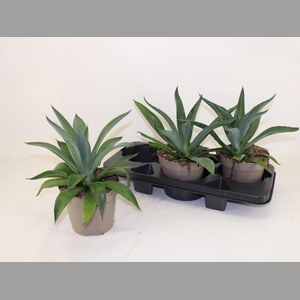 AGAV LOPHANTHA