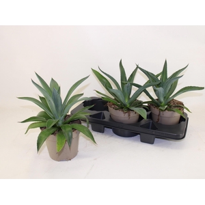 AGAV LOPHANTHA