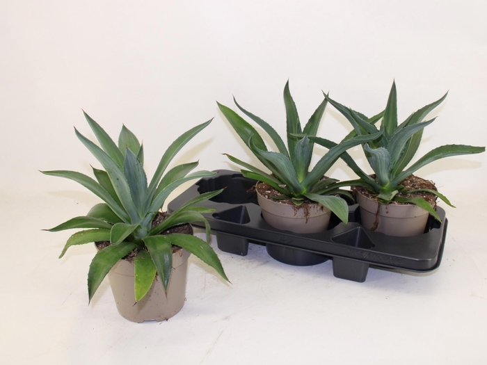 <h4>AGAV LOPHANTHA</h4>