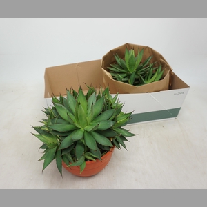 AGAVE OV