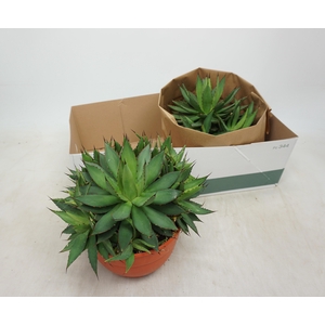 AGAVE OV