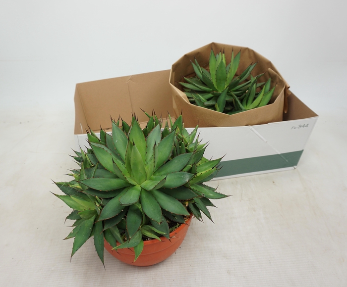 <h4>AGAVE OV</h4>