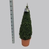 Buxus overig