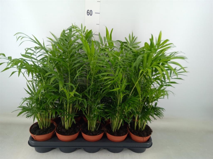 <h4>Chamaedorea elegans</h4>
