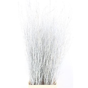 BETULA BS KLB H%