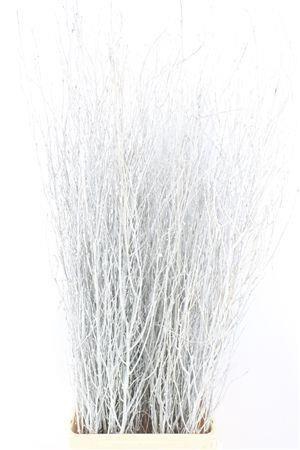 <h4>BETULA BS KLB H%</h4>