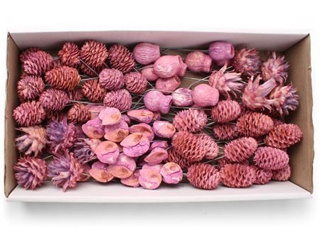 Lcd Assorti Pastel Brombeer On 10cm Wire