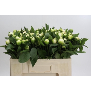 Paeonia Duchesse De Nemours