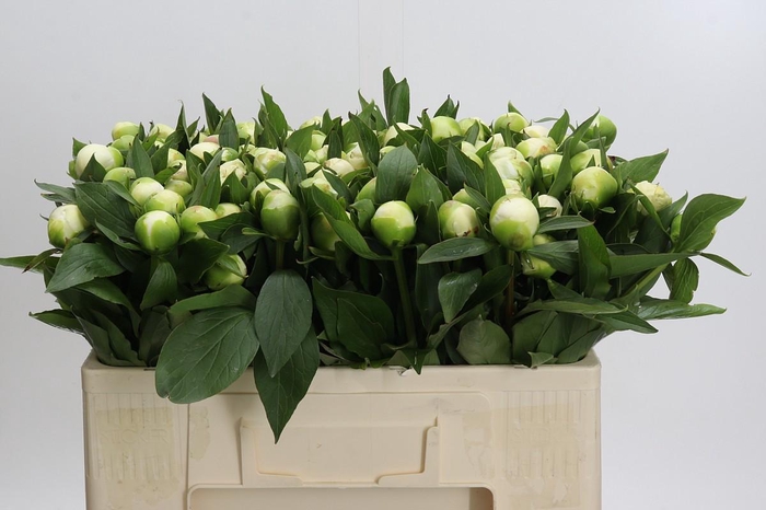 <h4>Paeonia Duchesse De Nemours</h4>