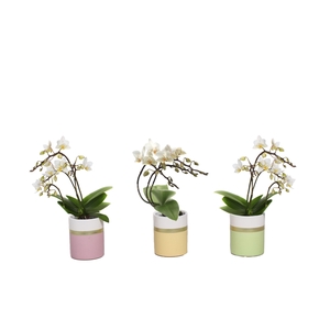 Dolomite Horizon Pastel Tiny Dolls Wit 3T18+ Wild Aqu@