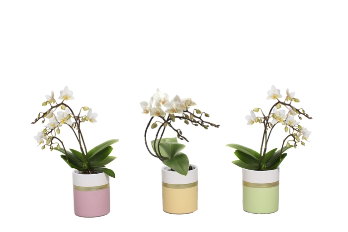 <h4>Dolomite Horizon Pastel Tiny Dolls Wit 3T18+ Wild Aqu@</h4>