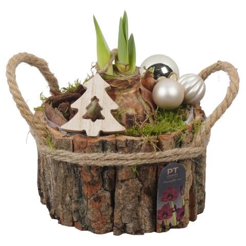 <h4>PTACH2546 Arrangementen Kerst</h4>